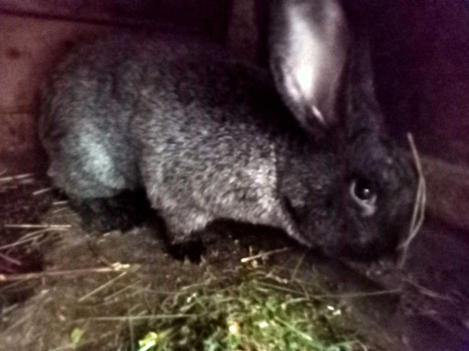 Кітні самиці (Полтавське срібло) самці,  кроленя