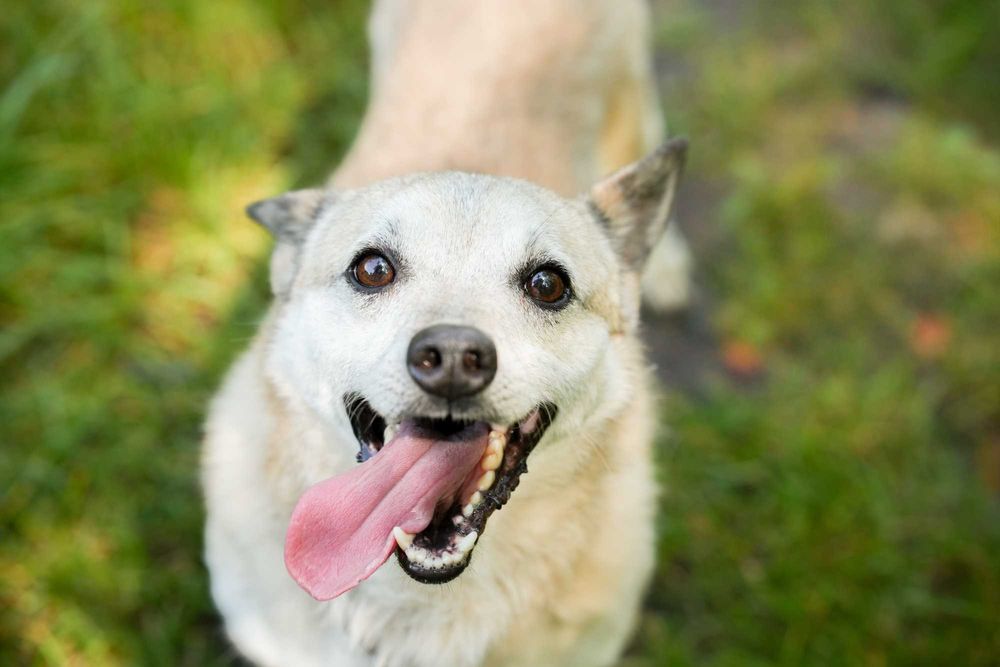 Kajtek - pies o złotym sercu szuka kochającego domu!