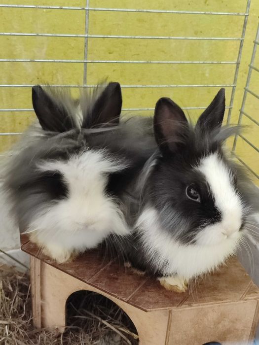 Króliki długowłose