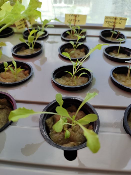 Гидропонный ящик для рассады