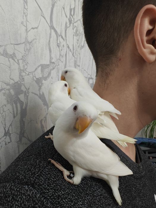 Agapórnis Roseicolis