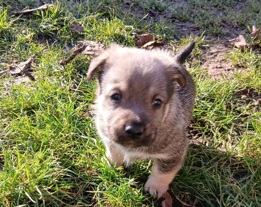 Подарую цуценят в добрі ручки