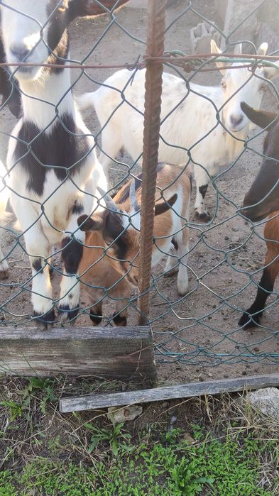 Cabras de criaçao