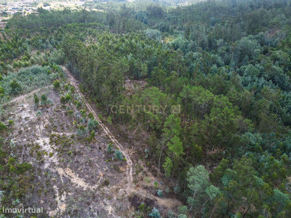 Pinhal com cerca de 720 m² em Canazieira – Cabeça Alta, Montemor-o-Vel