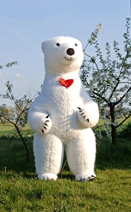 Biały miś na imprezę