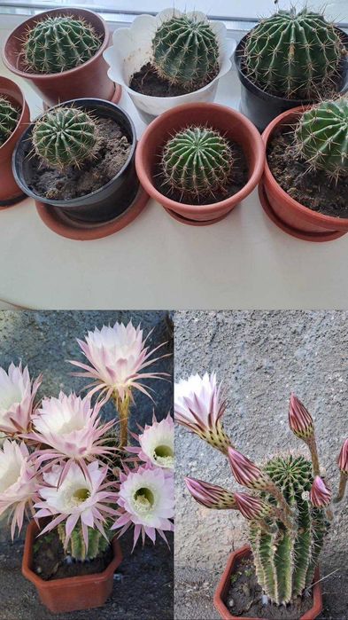 кактус єхінопсис гострогранний