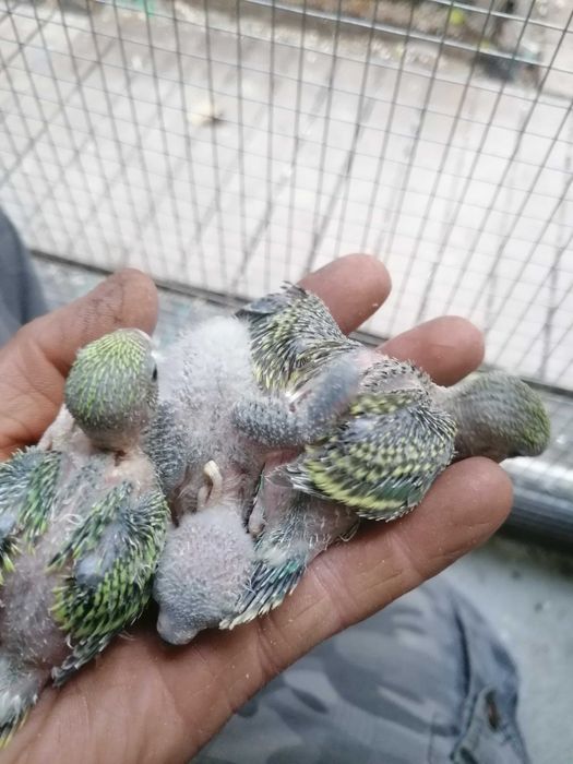 Piriquitos e rosicolers