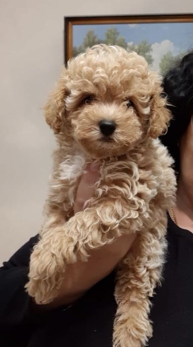 Мальтипу модный дизайнерский мальчик и девочка