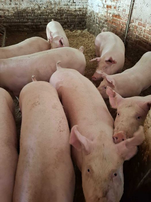 Продам молодих свиноматок