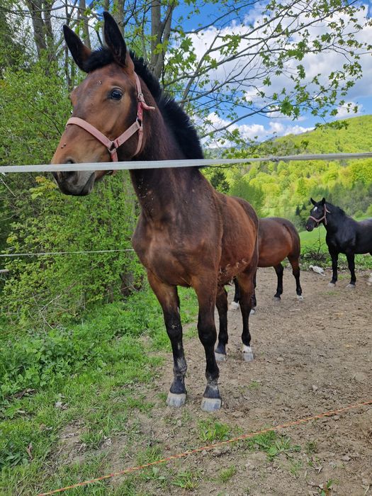 Źrebica 17 miesięcy