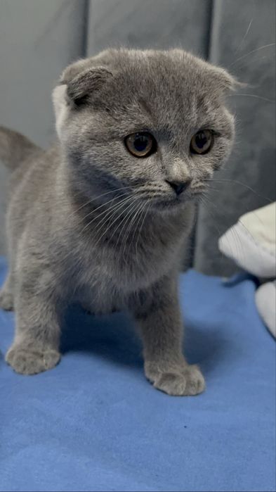 кошеня весловухе