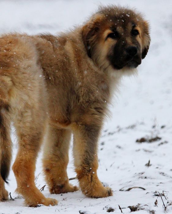 Цуценята  кавказької вівчарки.