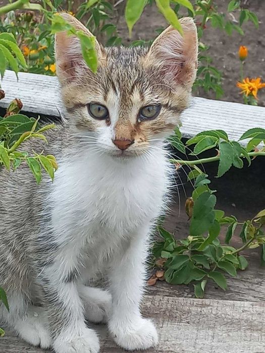 Ніжні котики зроблять Ваше життя ніжним