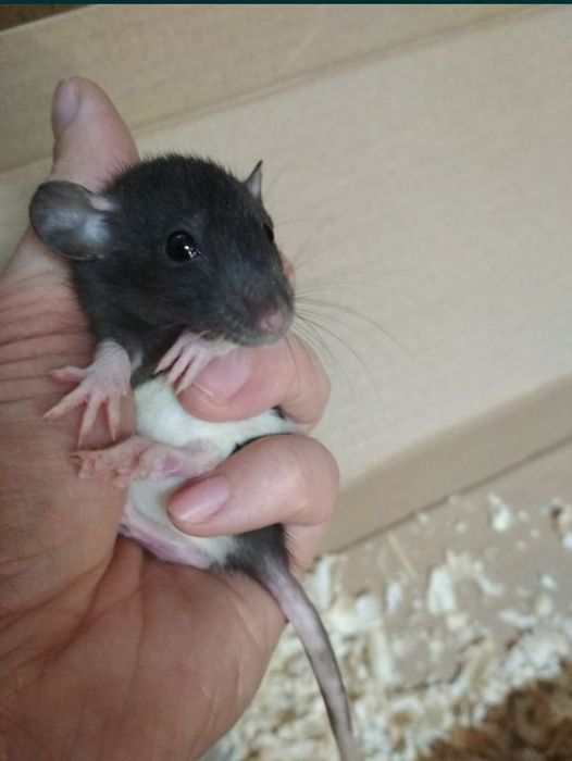 Декоративные крыски