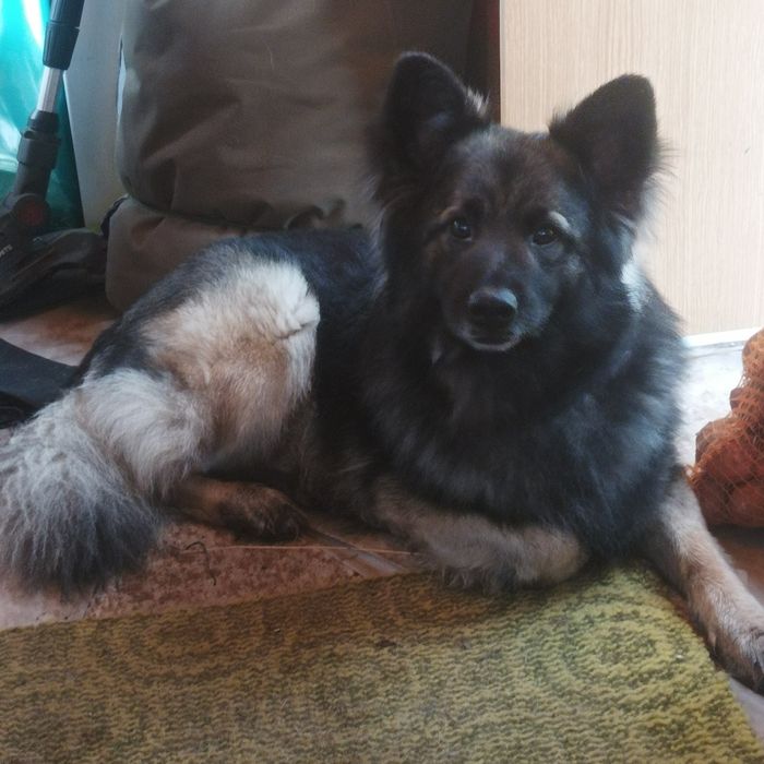Bruno poszukuje domu .Oddam Psa