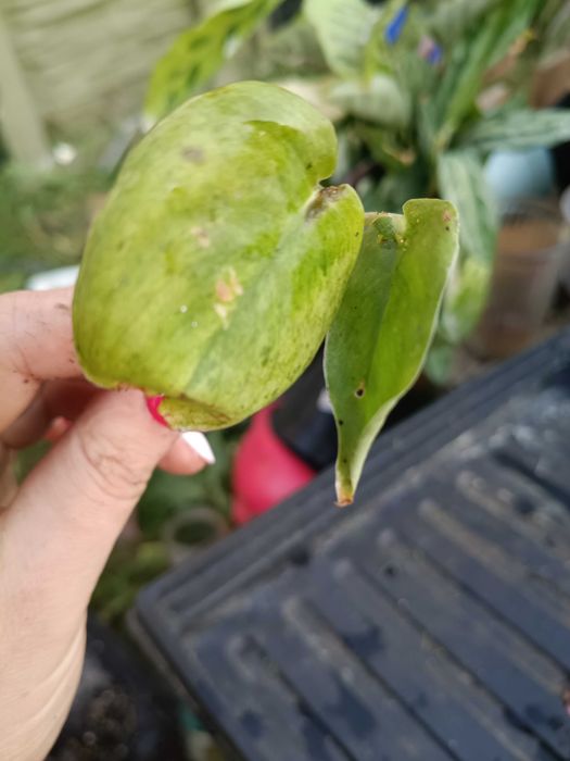scindapsus noid variegata marble -cięty