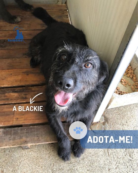 Blackie cadela joven porte medio