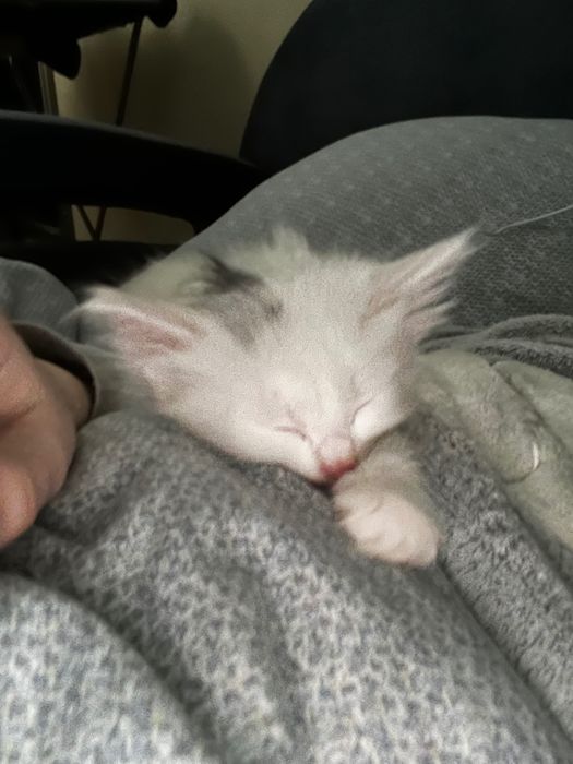 Отдам котика в хорошие руки