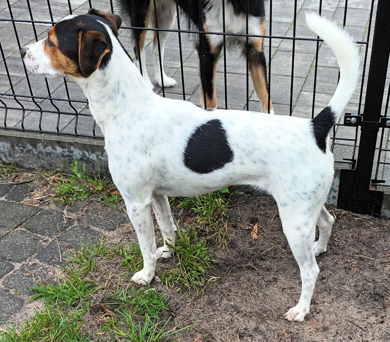 Pies Jack russell terrier