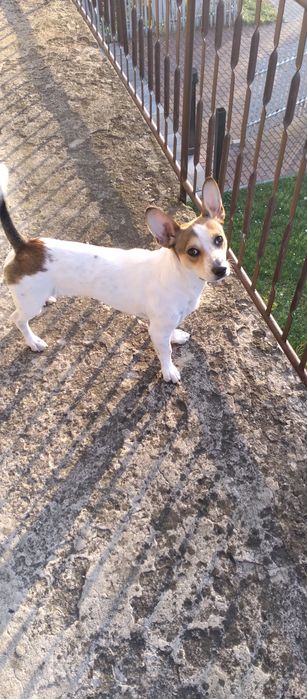 Oddam pieska mieszaniec