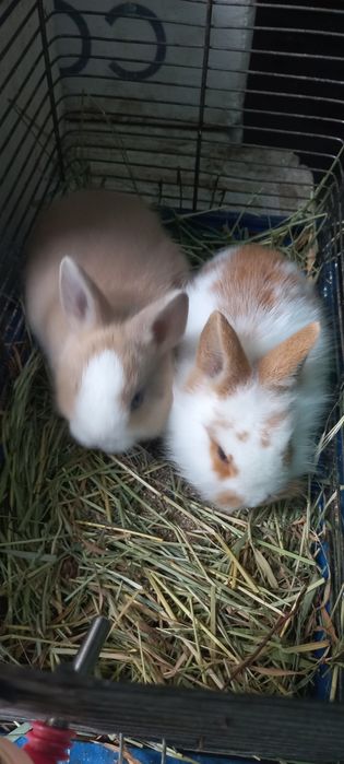 Кролики карликовые