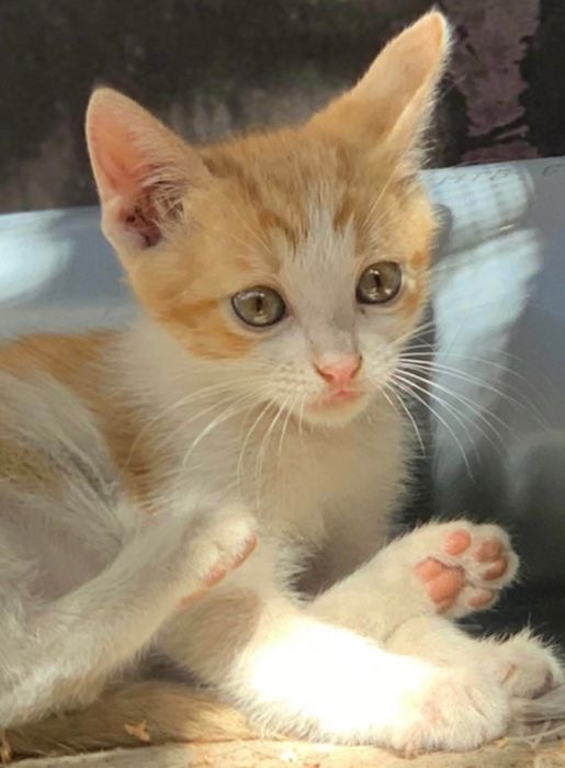 Рудий котик в добрі руки. Кошеня шукає дім . Рыжий котенок.