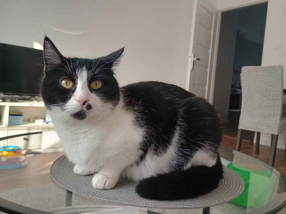 MARILYN - 2-letnia miziasta śliczna koteczka szuka domku!