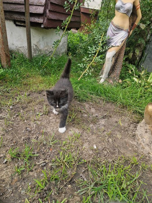 Віддам кошенят.