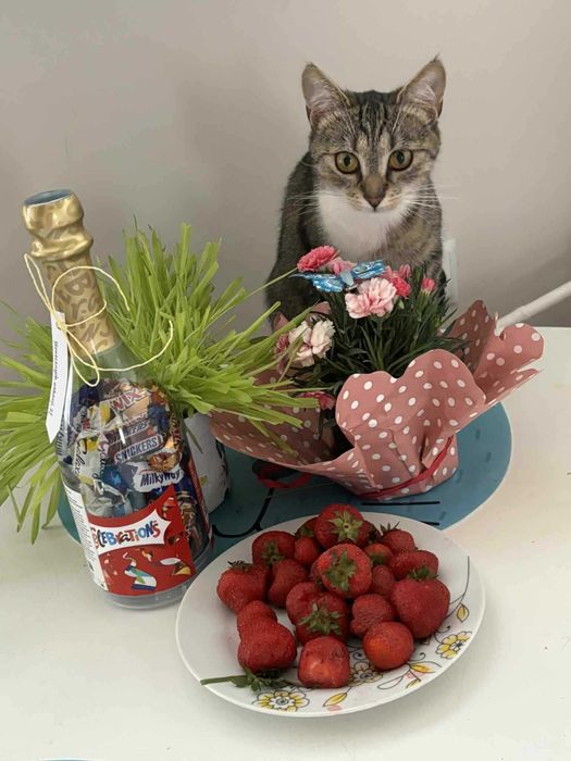 Kaja Okrzejanka - kotka wyrzucona na ulicę jak smieć