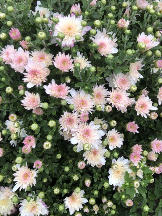 Маточні кущі хризантеми мультифлори