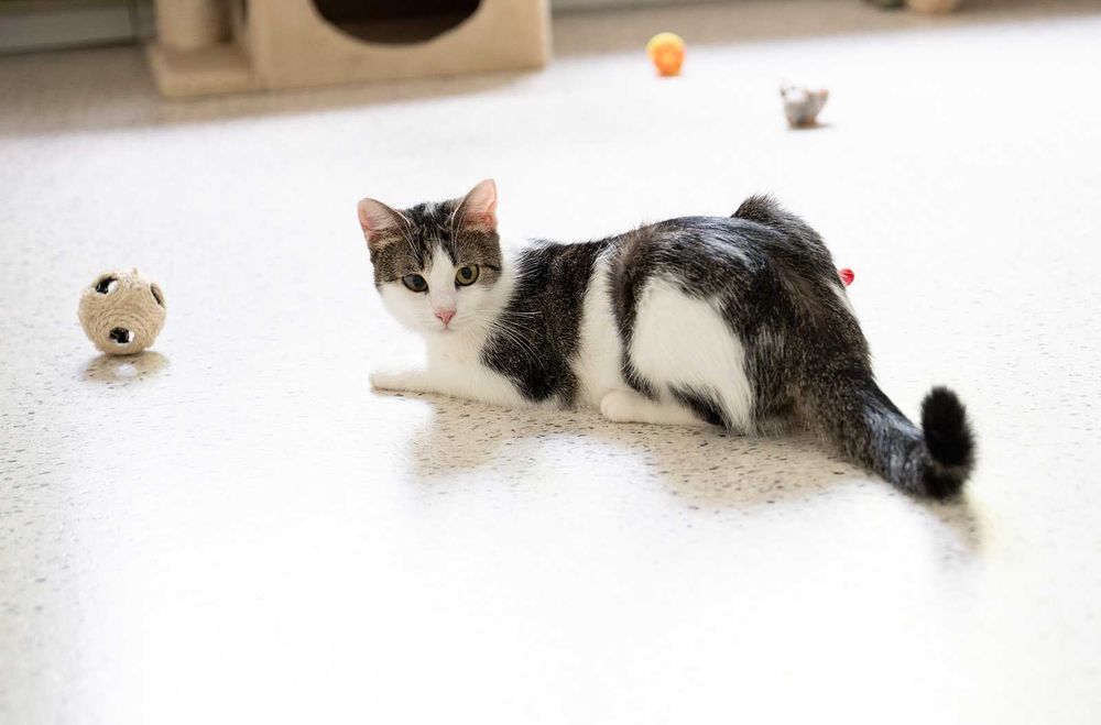 Kotka do adopcji - LOLA, 1 rok