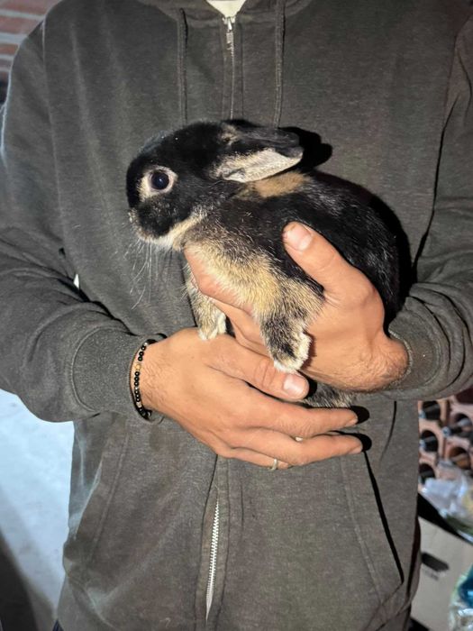 Coelha anão mini holandesa