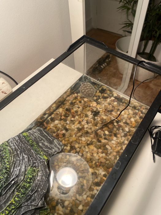 aquario / terrario tartaruga + plataforma + areia + comida para tartaruga
