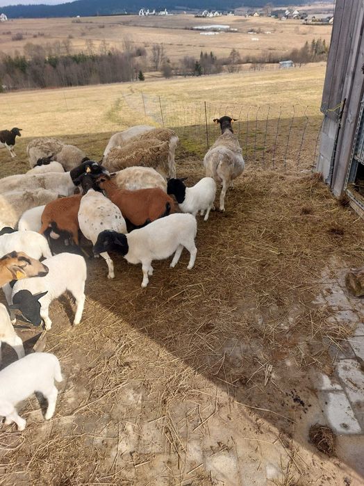 Do sprzedania baranki rasy dorper