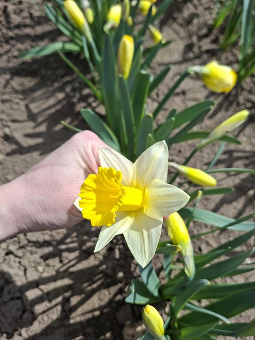 Продам цибулини сортових нарцисів
