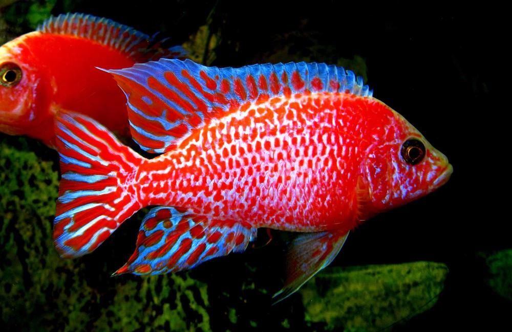 GB MALAWI Pyszczak Aulonocara Fire Fish