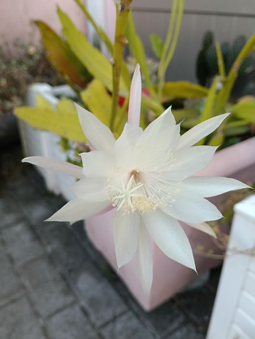 Planta Cato dama da noite