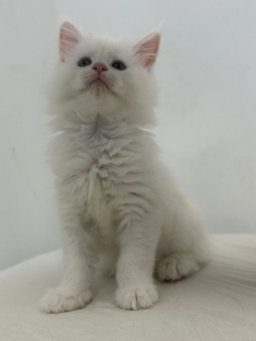 Gatinhos  Maine Coon