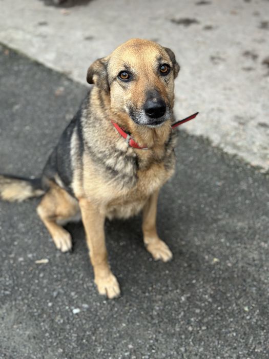 Собака в лушчие руки