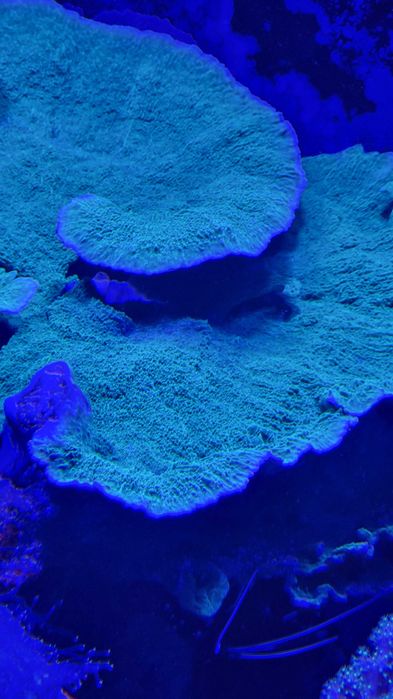 Montipora talerzowa zielona sps akwarium morskie koralowce