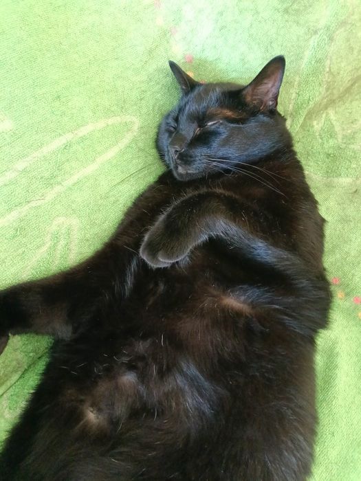 Gatinho para adoção