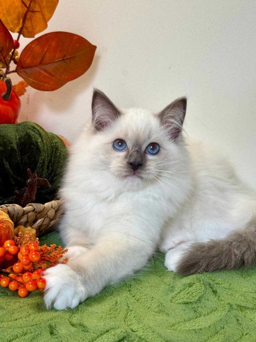 Ragdoll śliczny kocurek do odbioru