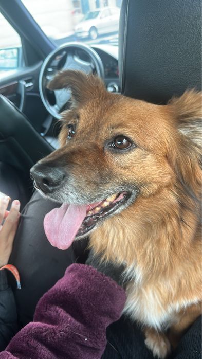 Cãozinho para adoção