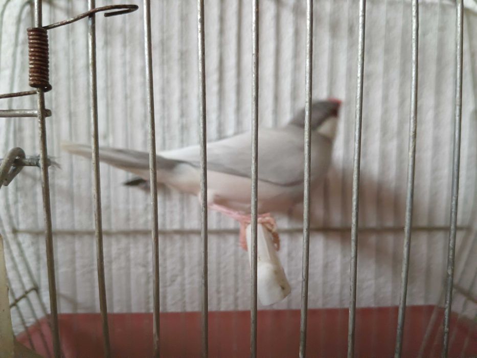 Vendo casal de pardais de java cinza