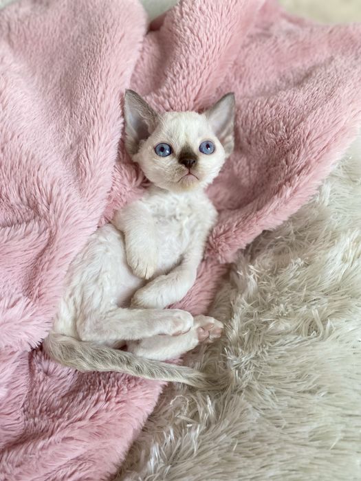 Noa Calvados*PL przekochany chłopczyk Devon Rex błękitne  oczy, filmiki