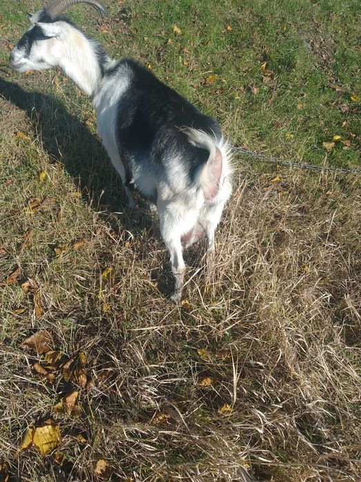 Доброго дня продам козу 4 окот