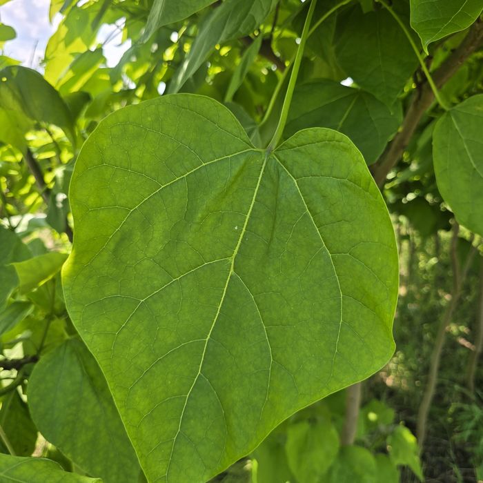 Katalpa 200-300 cm surmia catalpa duze drzewa