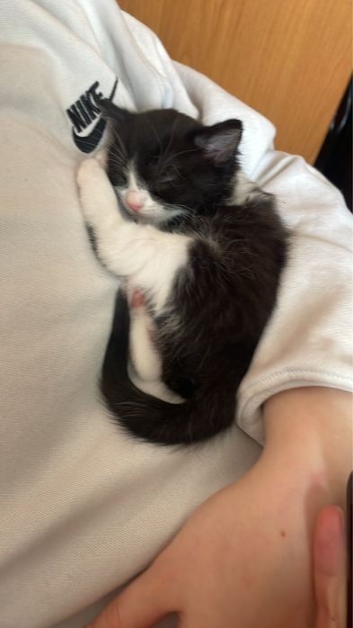 Милая кошечка в добрые руки