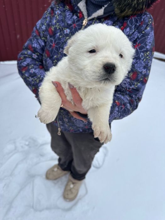 Продам цуценята Алабая