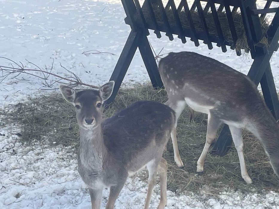 Sprzedam parę danieli